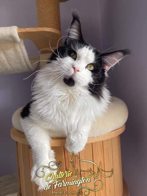 dalton