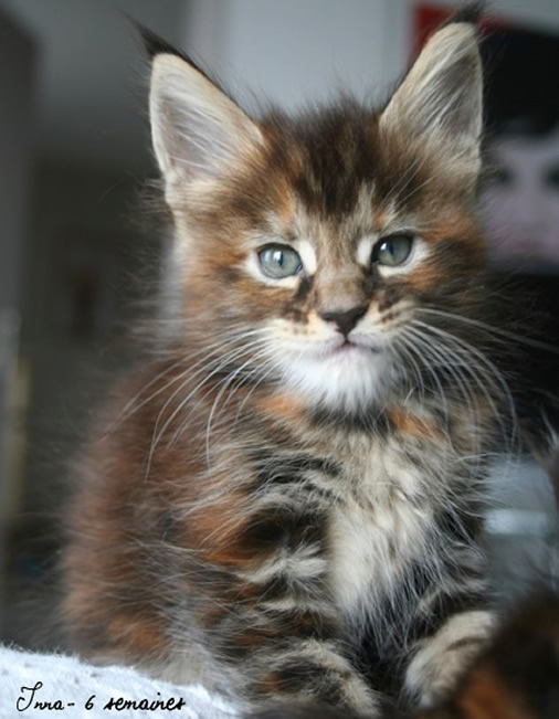 Maine Coon chaton