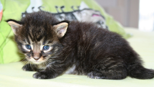 chaton maine coon
