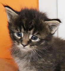 chaton MaineCoon 4 semaine