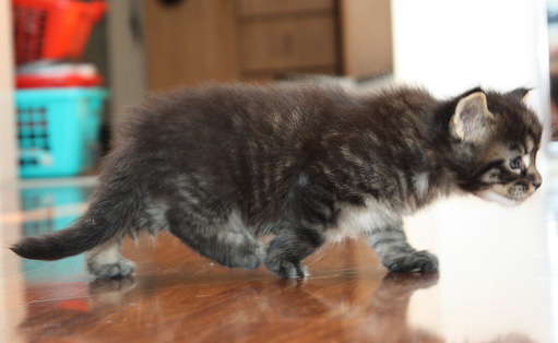 chaton Maine coon