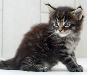 chaton 4 semaines