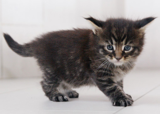chaton Maine Coon 4 semaines