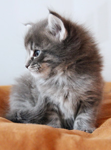 igloo chaton