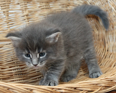 chaton 4 semaines