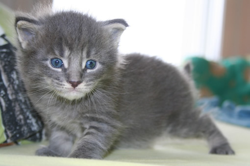 igloo chaton
