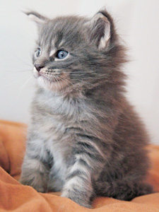 igloo chaton