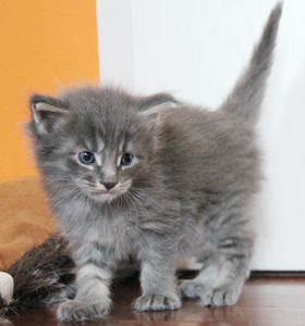 chaton 4 semaines