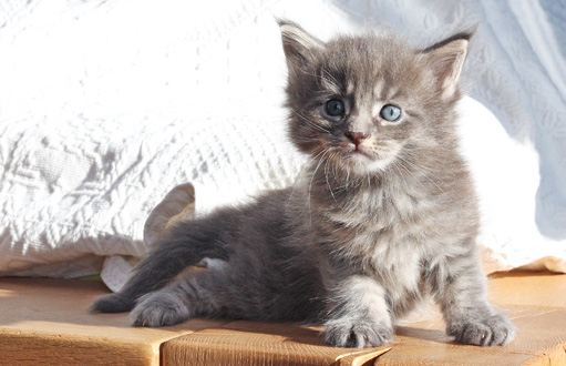 chaton maine coon