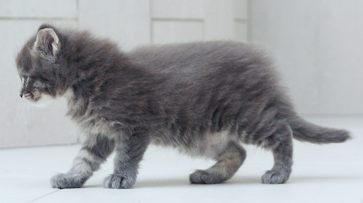 chaton Maine coon