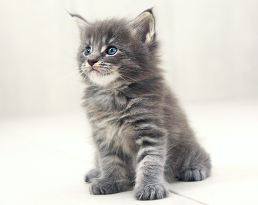 chaton Maine Coon