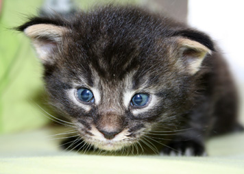 chaton 4 semaines
