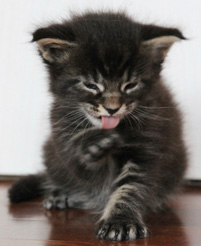 igloo chaton
