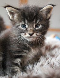 igloo chaton