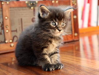 chaton 4 semaines