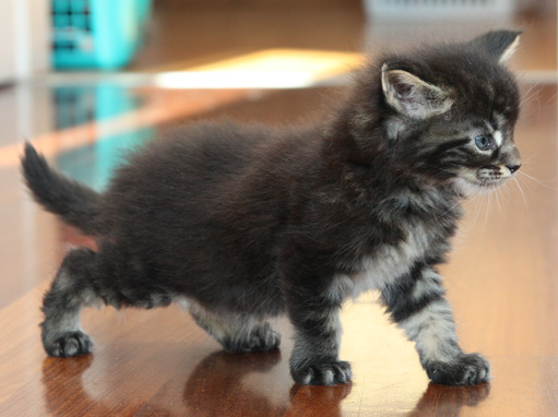 chaton Maine coon