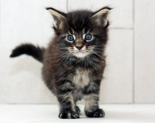chaton Maine Coon