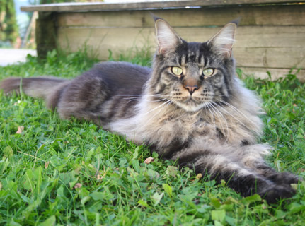 gaspard