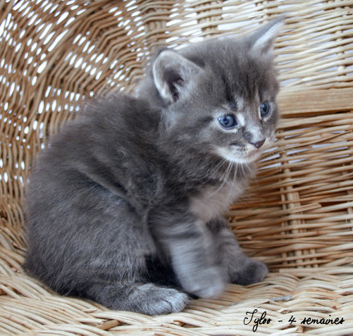 chaton Maine Coon