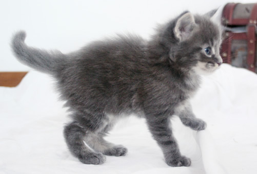 chaton Maine coon