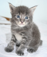 igloo chaton