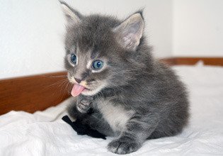 chaton 4 semaines