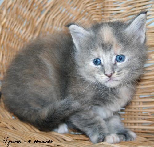 chaton Maine Coon
