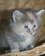 chaton