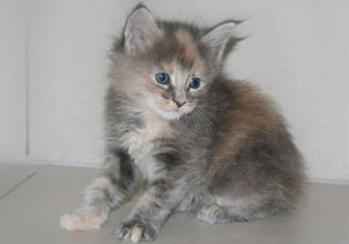 chaton