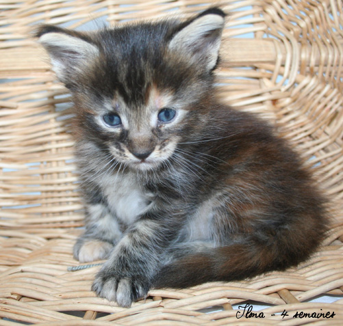 chaton Maine Coon