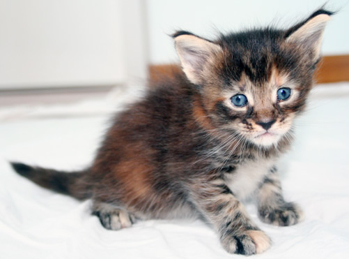 chaton maine coon