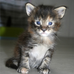 chaton maine coon