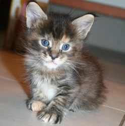 chaton maine coon