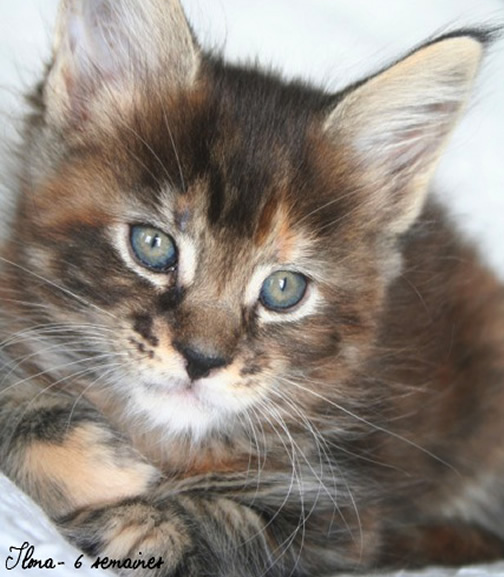 chaton Maine Coon