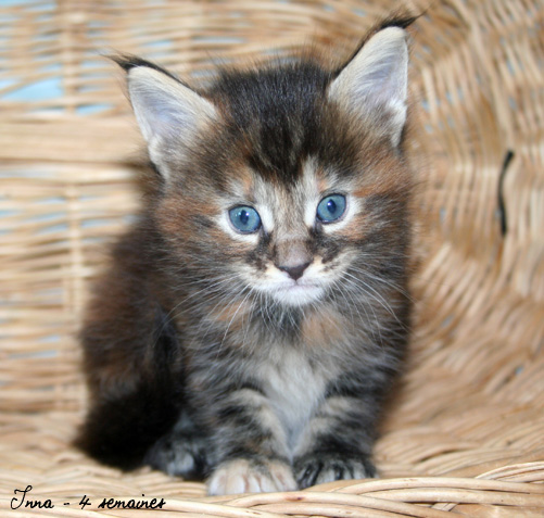 chaton Maine Coon
