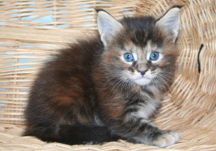 chaton Maine Coon