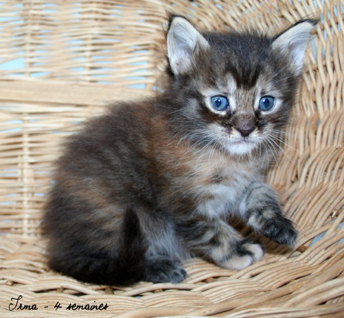 chaton Maine Coon