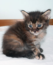 chaton