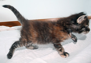 chaton