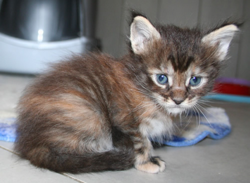 chaton Maine Coon