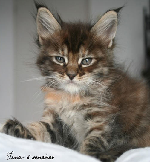 chaton maine coon