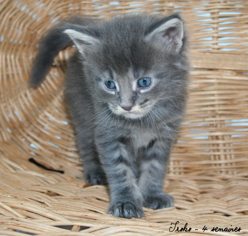 chaton Maine Coon