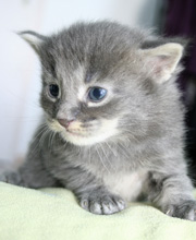 chaton