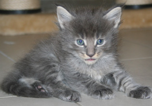 chaton