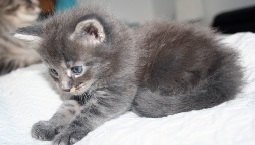 chaton Iroko