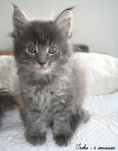 Maine Coon chaton