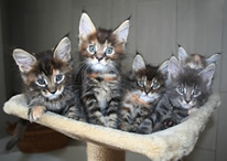 chatons2013